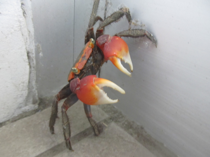 6271