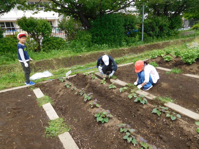 2025.06.04　あすなろ学級の畑