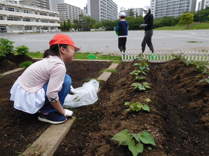 2025.06.04　あすなろ学級の畑