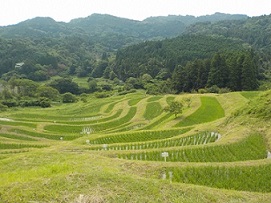 大山千枚田