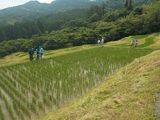 棚田散策
