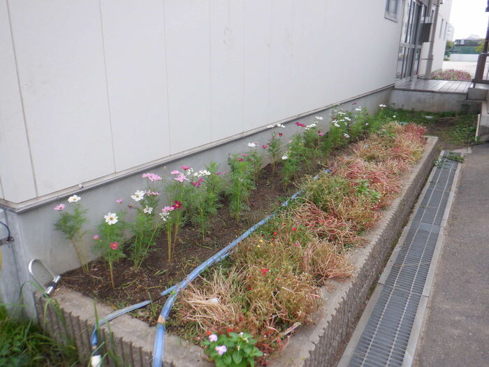 1006花壇のコスモス