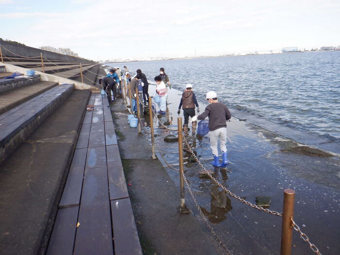 11月19日わかしお 三番瀬潮だまり観察会