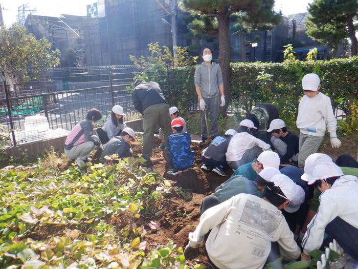 1128わかしお学級 いもほり