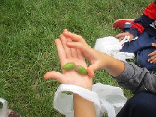 みどりのドングリ発見