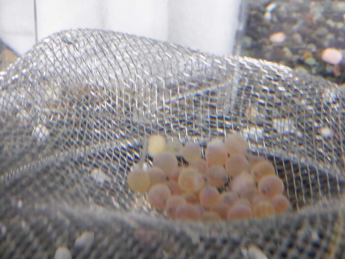 12月4日(木曜日)ヤマメの赤ちゃん誕生