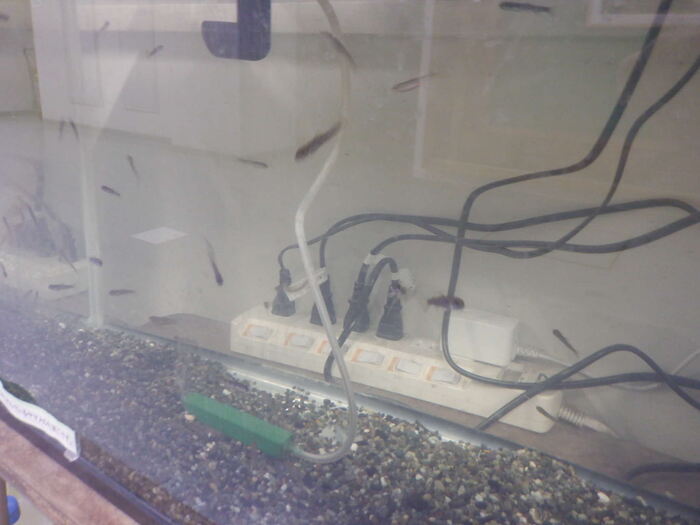 0302やまめ放流延期