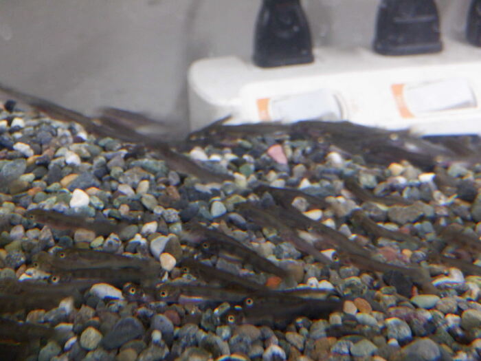 0107やまめの記録