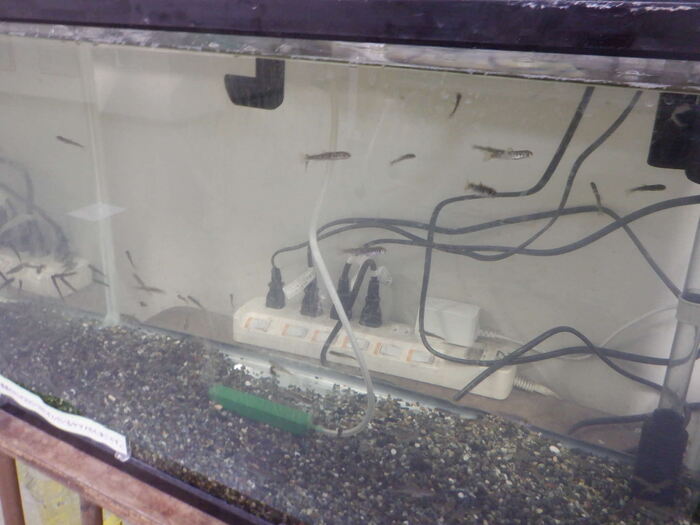 0224やまめ放流1週間前