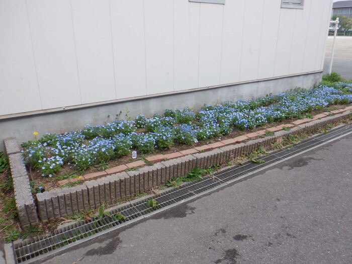 0323ネモフィラ2