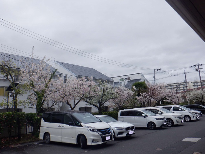 0401桜満開1
