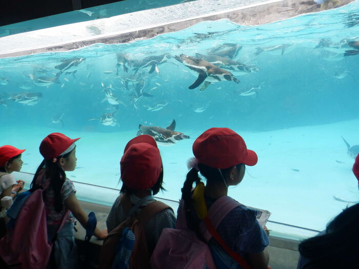 0529 2年葛西臨海水族園