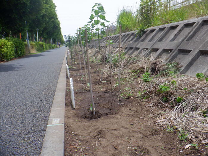 0616 4年護岸の花栽培4