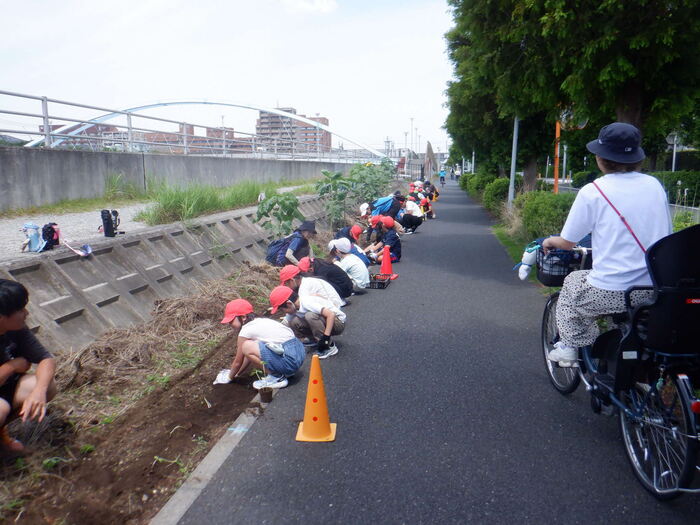 0616 4年護岸の花栽培1