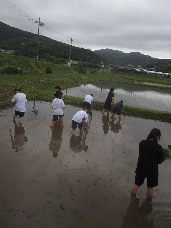 田植え体験