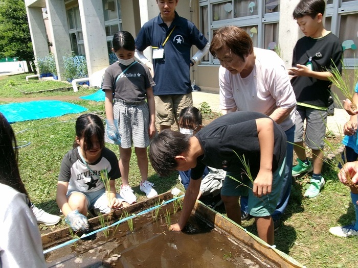 田植え