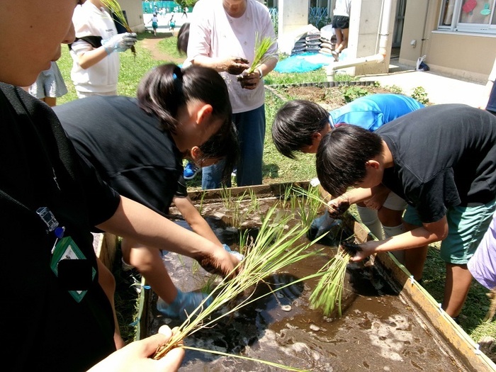 田植え