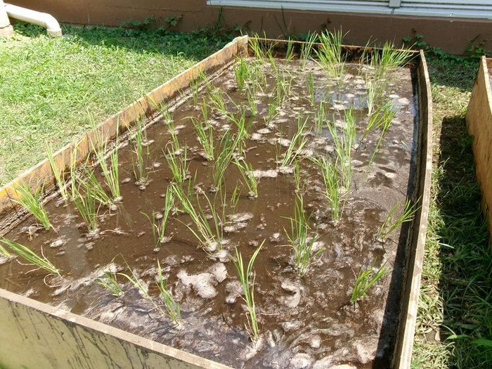 田植え